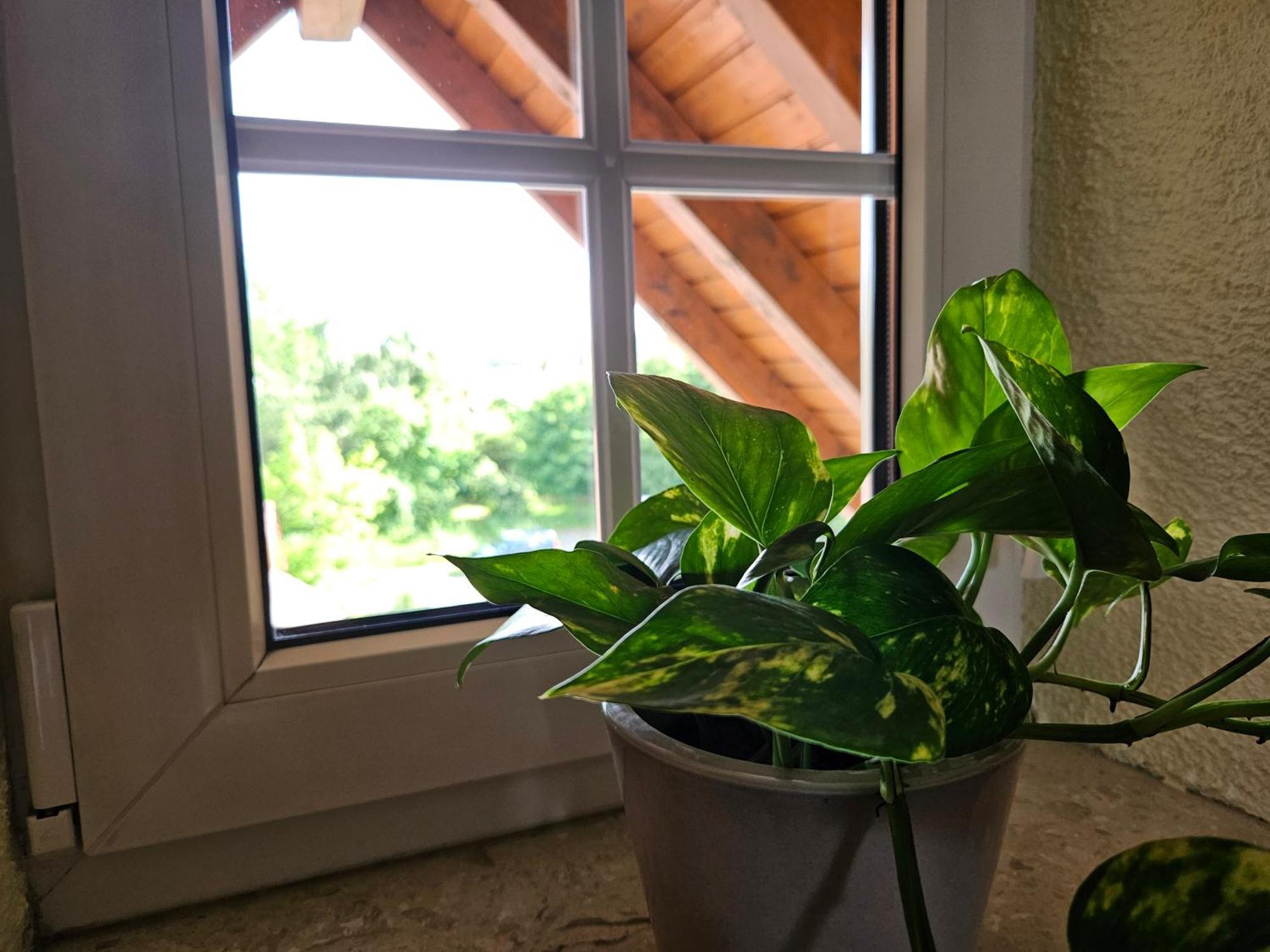 Service Appartement Weigl Nittenau Екстериор снимка